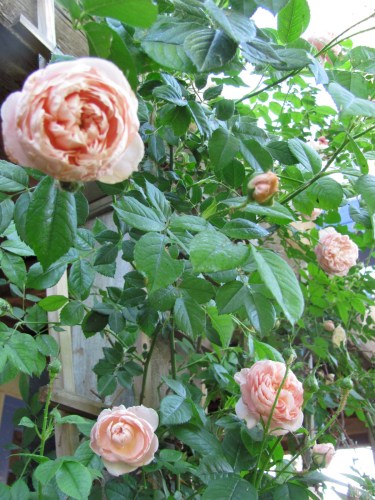 The sweetest smelling soft country roses outside my front door