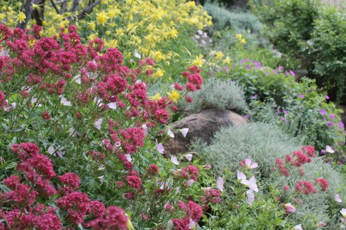 Desert in Bloom- Great mix for shade and desert dry hardy! Columbine(yellow), Jupiters beard(red) Mexican Primrose (pink)
