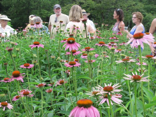 Our talented and hardworking new farmer friends, Helen and Stan giving a localvores tour on their new Elderberry farm- Three Springs Farm 