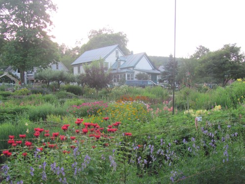 Enroute we found an amazing nursey burgueing over with blooms called aptly- the 'Labor of Love'