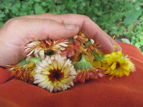Fresh picked Calendula in my hand