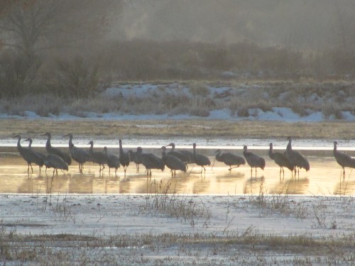 Sandhill Cranes