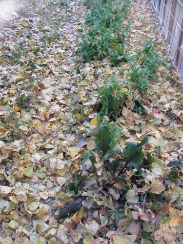 Lazy gardening- the self mulching bed.