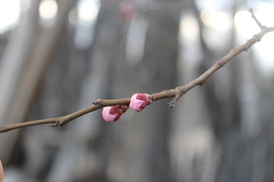 Apricot Bud