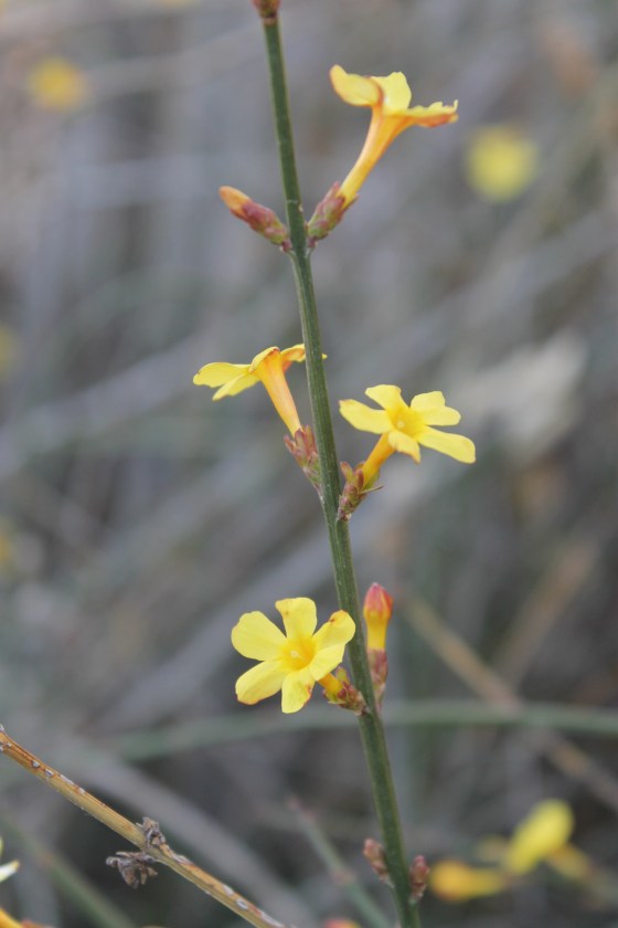 Winter Jasmine